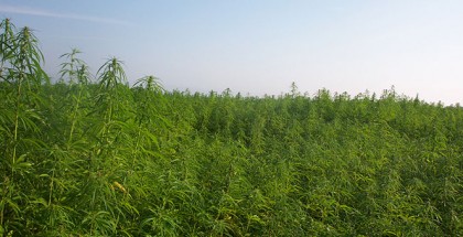 Aleks - Own work. Cultivation of industrial hemp for fibre and grain in France. Licensed under the terms of the GNU Free Documentation License via Wikimedia Commons